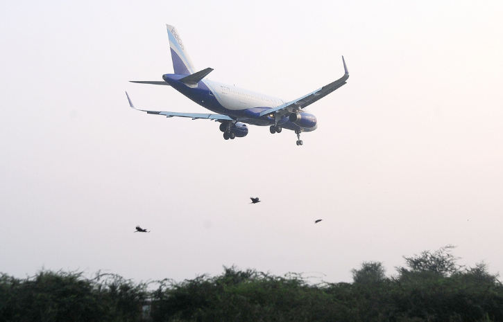 Explained What Are Bird Strikes And How Are They Impacting Aviation