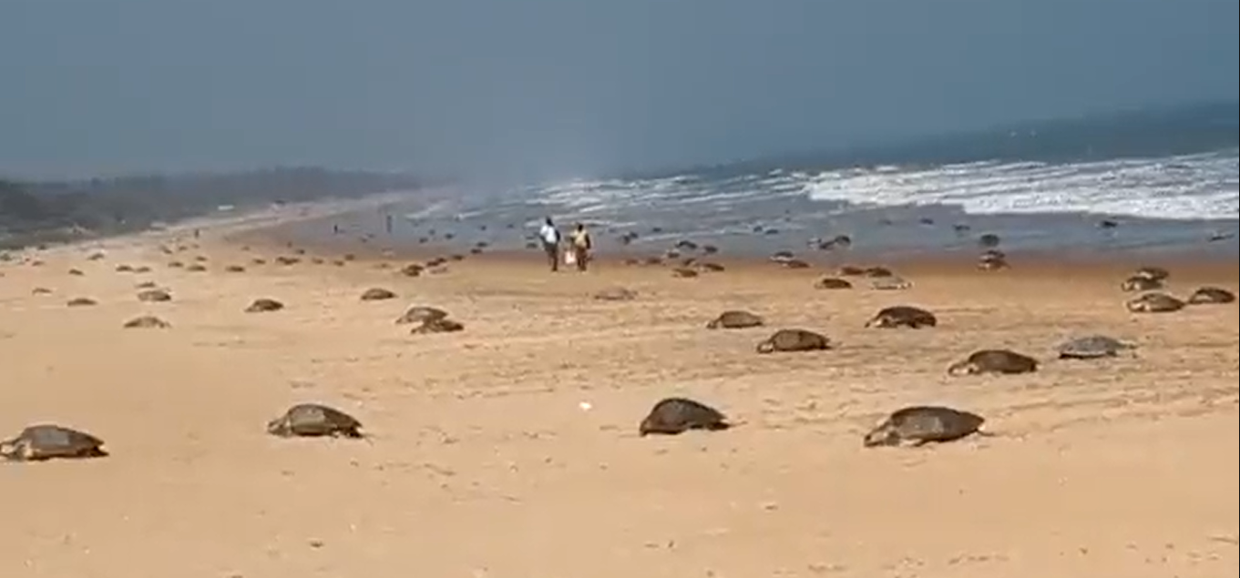 Olive Ridley Turtles Show Up At Odisha Beach For Mass Nesting