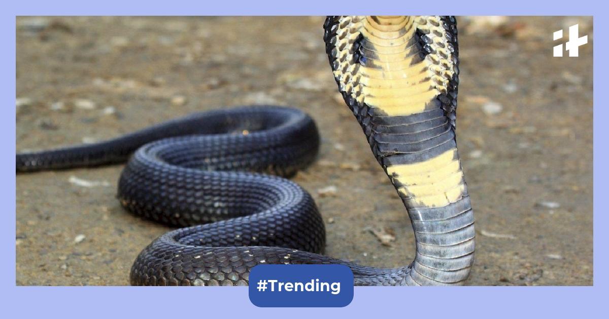 King Cobra Reclassified Into Species After A Year Study Know