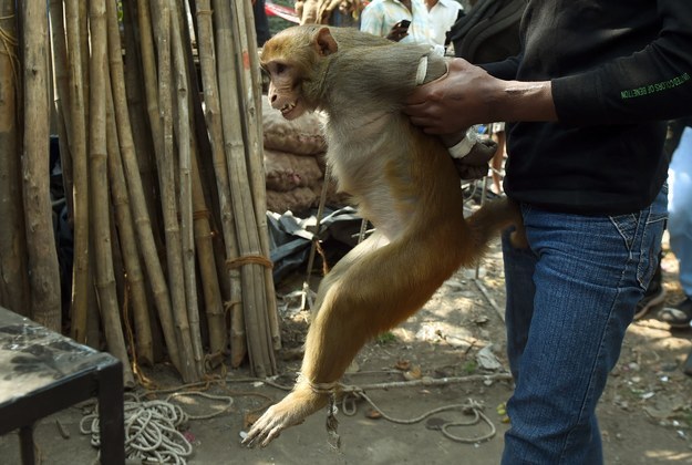 These Images Showing A Monkey Being Captured And Caged Will Break Your Heart