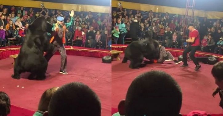 Bear Suddenly Mauls Russian Circus Trainer Just A Few Feets From