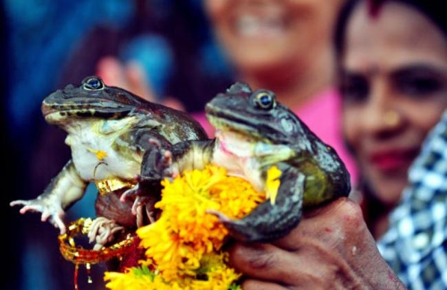 BIZARRE A Frog Wedding In Nagpur PICS