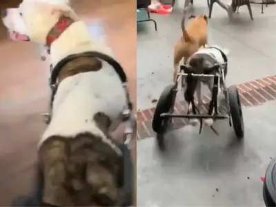 Dog In Wheelchair