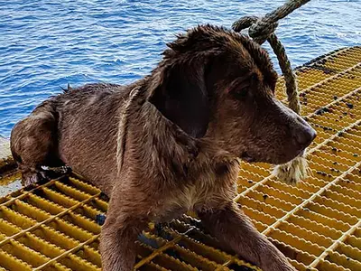 rescue dog thailand