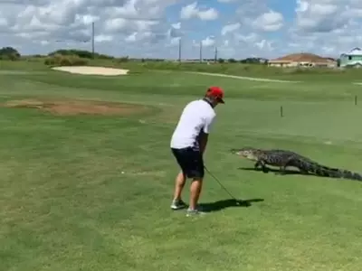 Alligator Golf Field