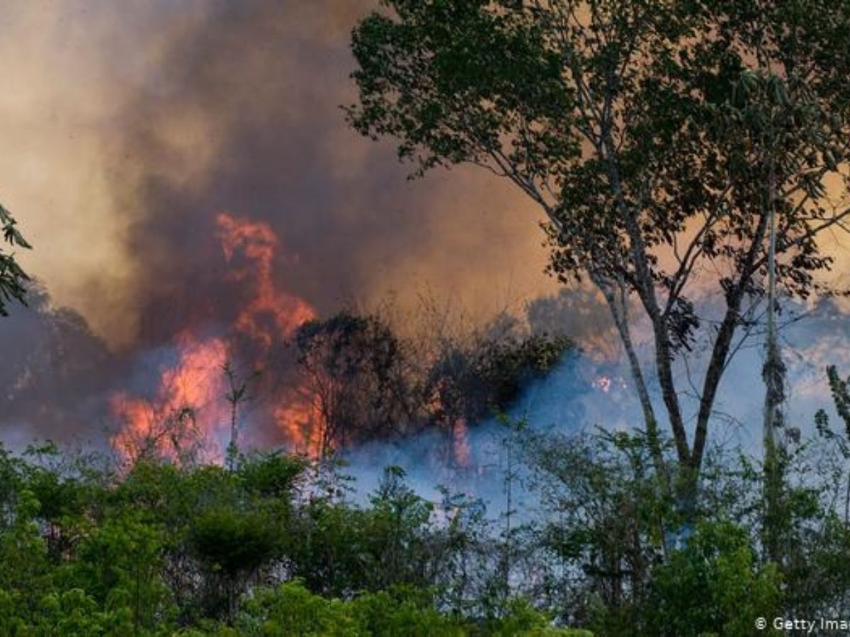 When Notre Dame Burned The World Froze But The Same Hasn T Happened For The Amazon Fires Why