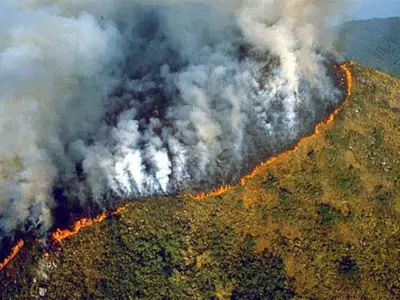 Amazon Forest Fire