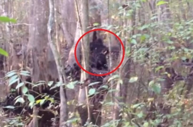 Creature resembling Bigfoot caught on camera walking across