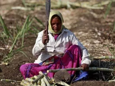 Cane Cutting Women In Beed, Womb-Less Women In Maharshtra Village, Cane Cutting Contractors, Hystere