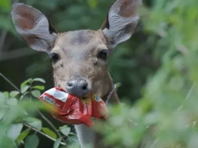deer chewing plastic