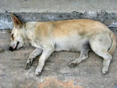 Dog mumbai