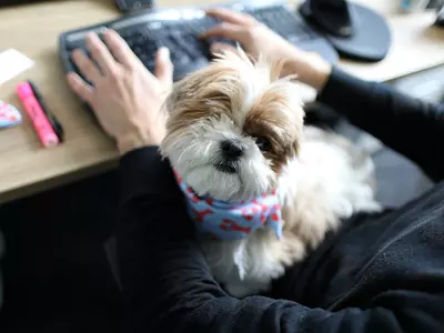 dogs, cats, office pets, productivity, stress, friendly, work environment