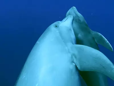 dolphin adopt whale