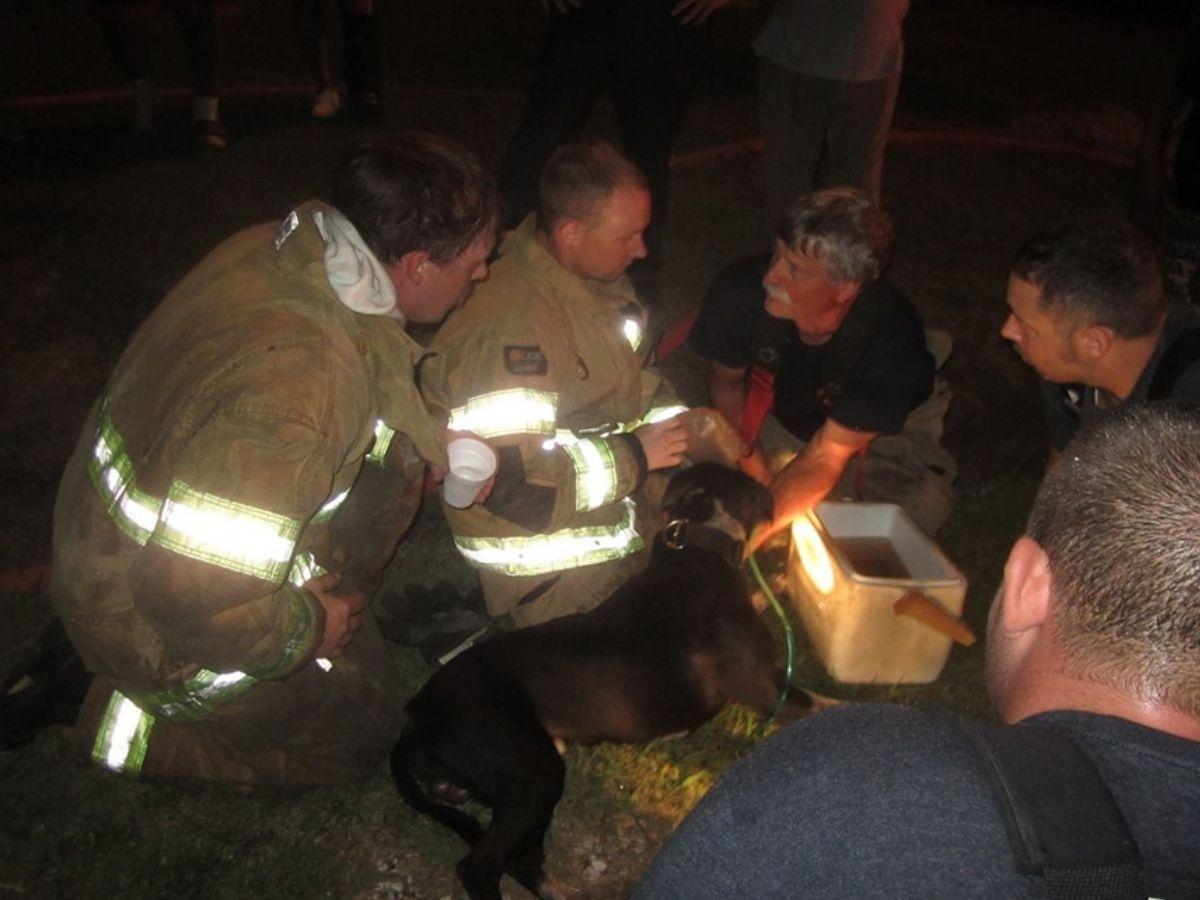 Dog hailed as hero after saving owner's life