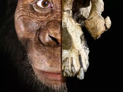 human ancestor