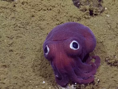 purple squid