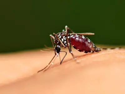 World Mosquito Day, Mosquito Breeding, Preventive Measures