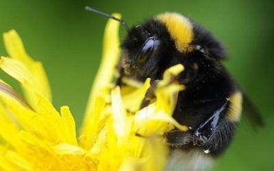 This simple trick could help you to save an endangered bumble bee