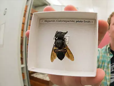flying bulldog worlds largest bee