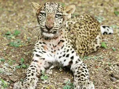 paralysed leopard, paralysed leopard rescued, paralysed leopard learns to walk, pune