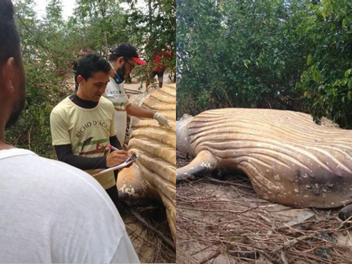 A 26Feet Dead Humpback Whale Found In The Middle Of Amazon Jungle