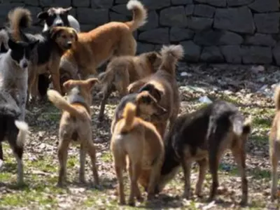 50 Stray Dogs In Telangana