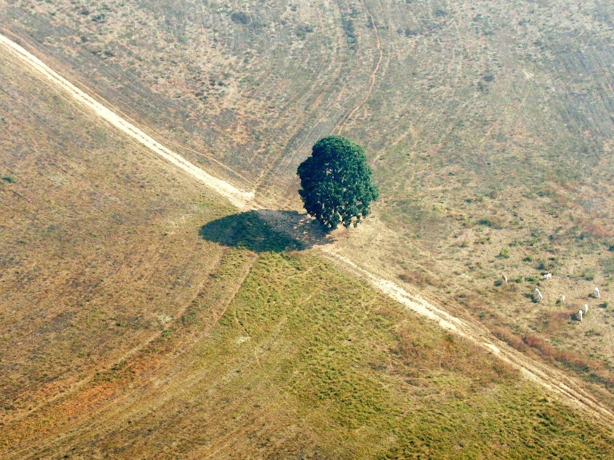 deforestation amazon rainforest