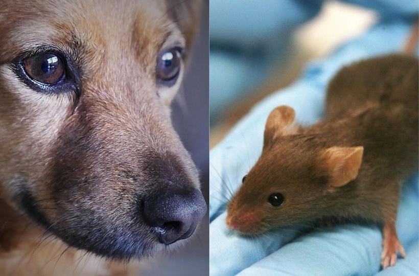 animal testing on rats and mice