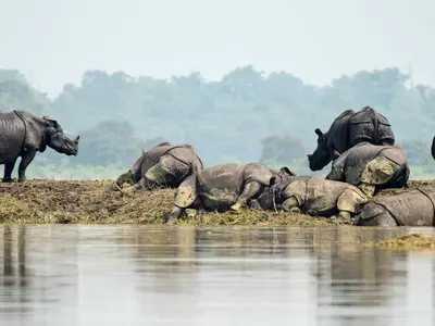 Assam Floods Rhinos