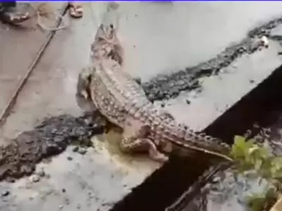 crocodile in drain