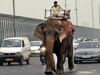 Delhi Elephant
