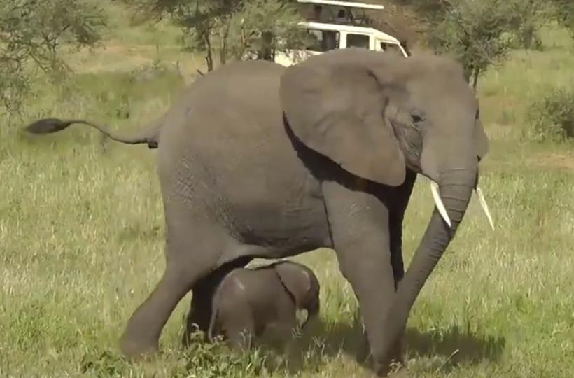 Elephant Mom Senses Danger For Calf & Calls For Help, The Whole Family Comes To Their Rescue