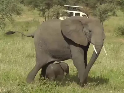 Elephant herd Protect