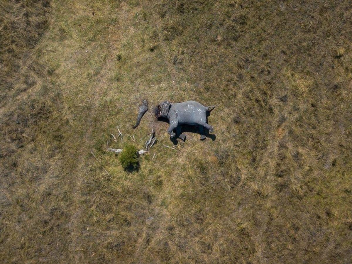 Who's The Animal? Horrifying Image Of Elephant With Trunk & Tusks Cut Off  Will Break Your Heart