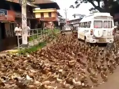 Kerala Ducks Cross Road,