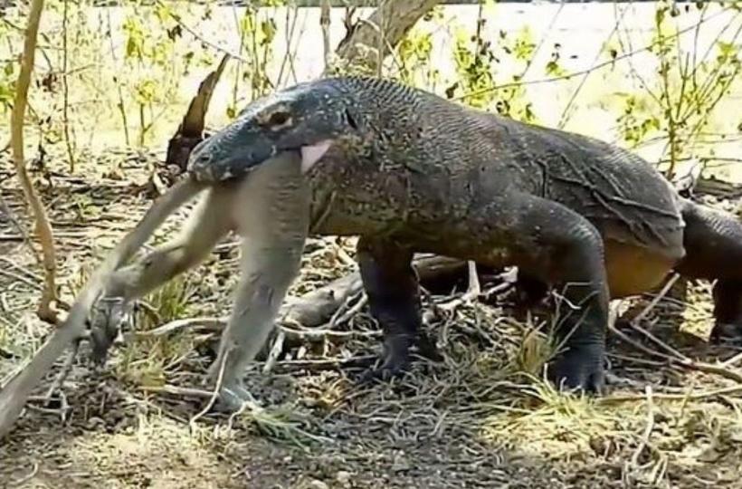 Watch: Video Of A Komodo Dragon Swallowing A Live Monkey Whole Is Not For  The Faint-Hearted