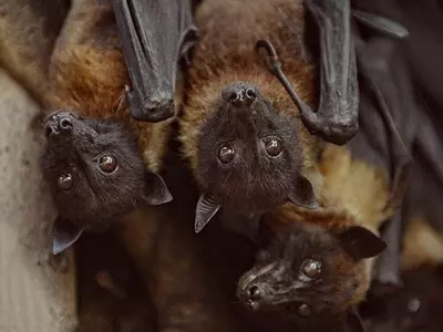 Nipah virus bats