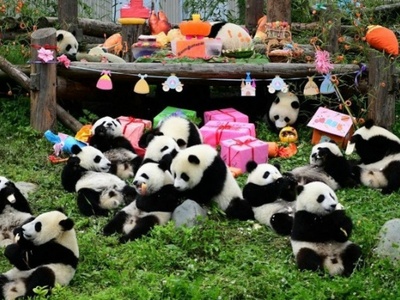 Panda party