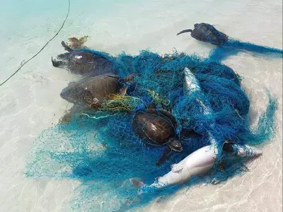 shark plastic, great white shark, plastic sea creatures, plastic turtle, marine life plastic, plasti