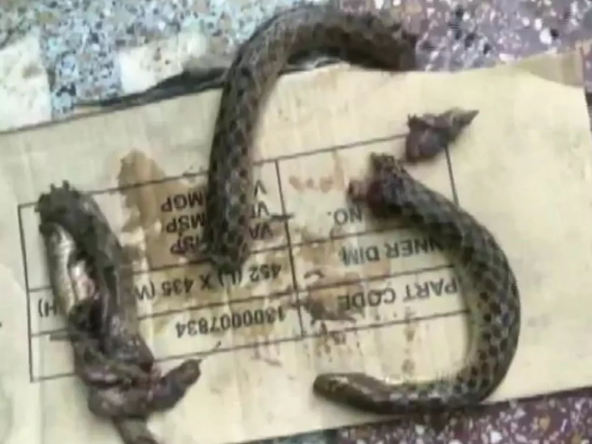 Snake bite Snake bite