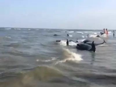 Stranded Pilot Whales