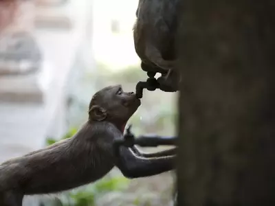 15 Monkeys Die Due To Heat Stroke, Water Scarcity In MP Forest
