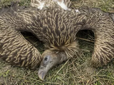 500 Vultures Die In Botswana After Eating Poisoned Elephants