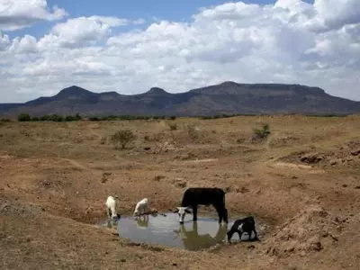 Animals In Namibia 12