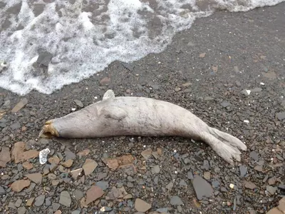 Dead Seal Arctic