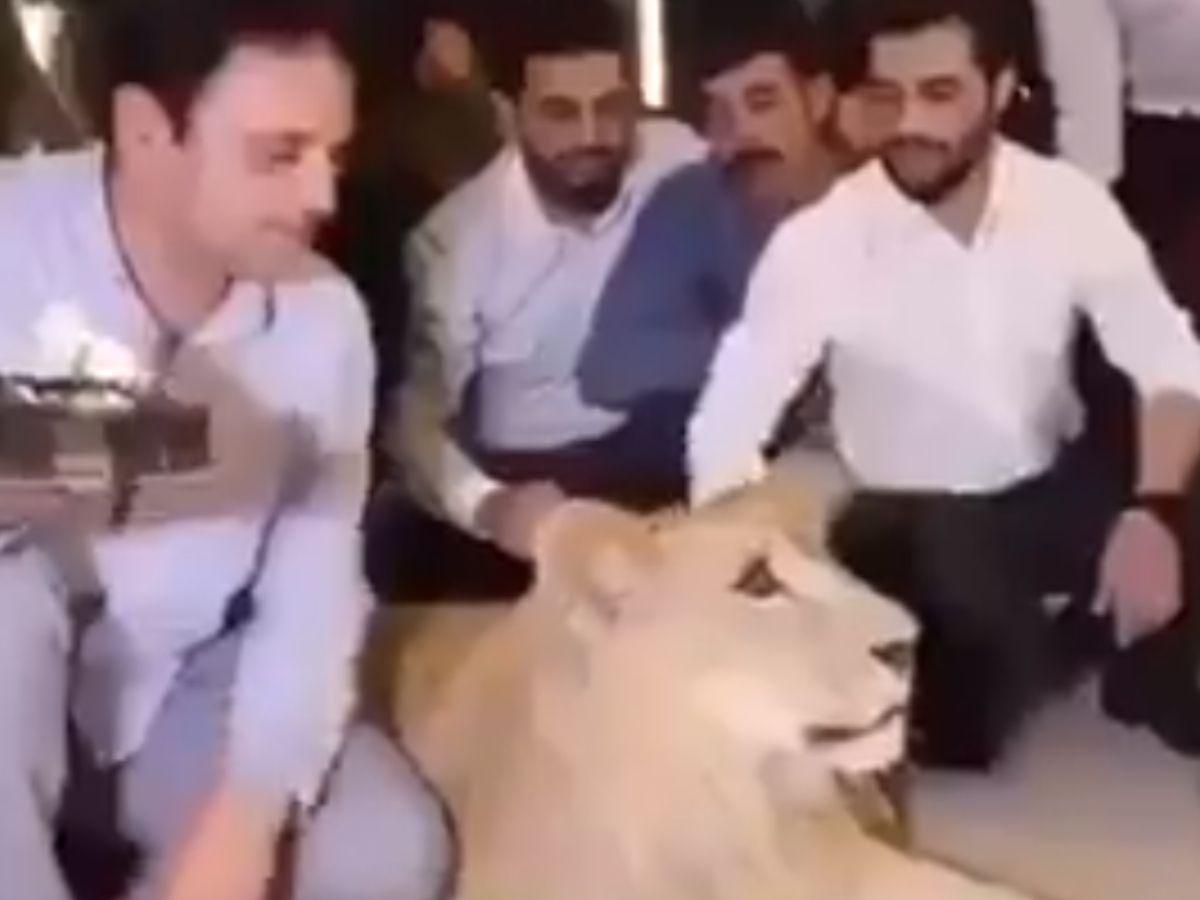 Man Smashes Cake On 'Pet' Lion's Face, Gets Schooled By People For His Inhuman Behaviour Man Smashes Cake On 'Pet' Lion's Face, Gets Schooled By People For His Inhuman Behaviour