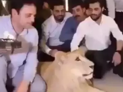 Kurdish lion