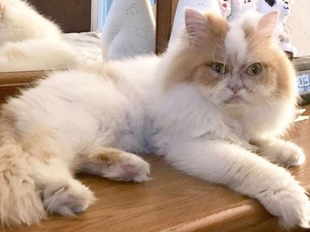 Meet The New Grumpy Cat That Looks Even Angrier Than Her Late