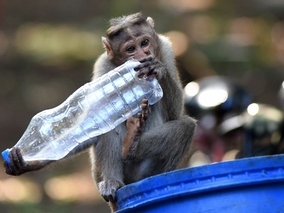 Monkey with plastic bottle