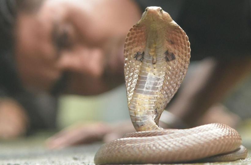 Heatwave Causes Snakes To Come Out In Cities, Here's How You Can Handle It  Without Harming Yourself